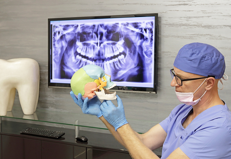 Dentist showing a patient the different parts of the jaw on a model of the skull